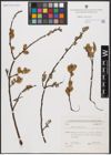 Foto von Salix aurita L.